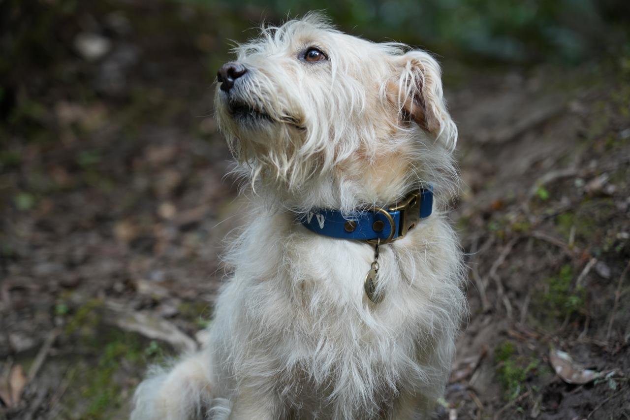 Collar Biothane Akra – Resistente al agua