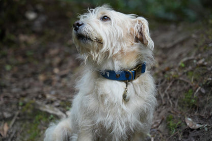 Collar Biothane Akra – Resistente al agua